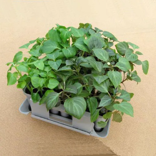 Compact Plant Trainer