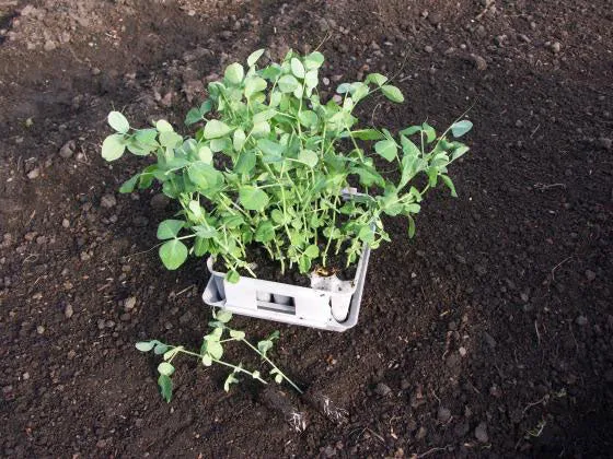 Compact Plant Trainer