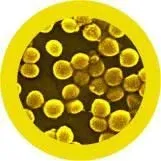 MRSA (Methicillin-Resistant- staphylococcis aureus) Giant Microbes Plush