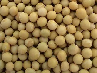 Organic to the Root Soya Beans  - 500g